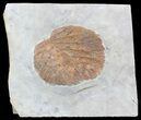 Paleocene Fossil Leaf (Davidia) - Montana #56674-1